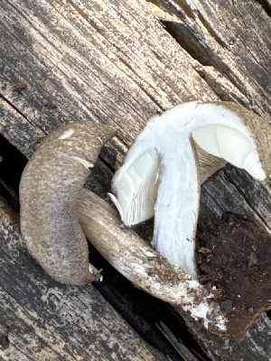 ( - MO558790)  @11 [ ] CreativeCommons - Attribution Share-Alike (2024) Unspecified Arizona Mushroom Society