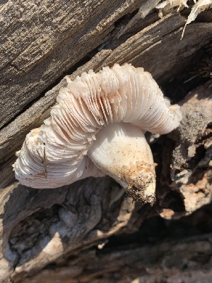  ( - MO561953)  @11 [ ] CreativeCommons - Attribution Share-Alike (2024) Unspecified Arizona Mushroom Society