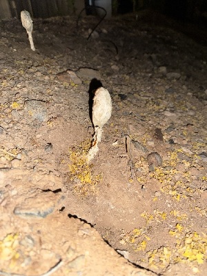  ( - MO574026)  @11 [ ] CreativeCommons - Attribution Share-Alike (2025) Unspecified Arizona Mushroom Society