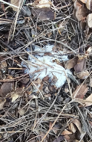  ( - MO578363)  @11 [ ] CreativeCommons - Attribution Share-Alike (2025) Unspecified Arizona Mushroom Society