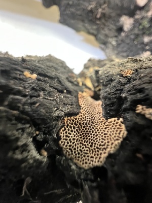 (Griseoporia carbonaria - MO527425)  @11 [ ] CreativeCommons - Attribution Share-Alike (2023) Unspecified Arizona Mushroom Society
