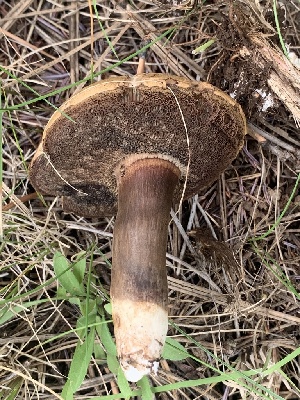  (Porphyrellus - MO561874)  @11 [ ] CreativeCommons - Attribution Share-Alike (2024) Unspecified Arizona Mushroom Society