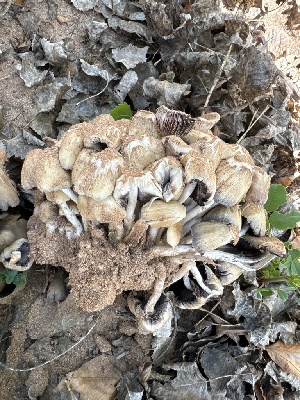  ( - MO547756)  @11 [ ] CreativeCommons - Attribution Share-Alike (2024) Unspecified Arizona Mushroom Society
