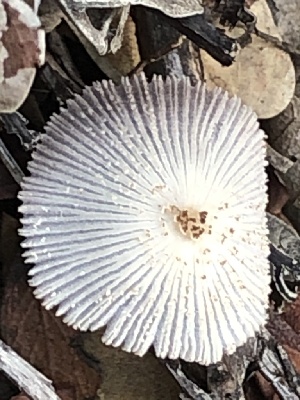  ( - MO527839)  @11 [ ] CreativeCommons - Attribution Share-Alike (2023) Unspecified Arizona Mushroom Society