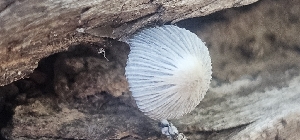 (Coprinopsis sp. IN04 - MO555030)  @11 [ ] CreativeCommons - Attribution Share-Alike (2024) Unspecified Arizona Mushroom Society