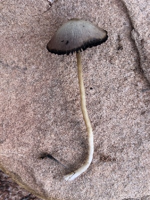  (Psathyrella bipellis - MO527841)  @11 [ ] CreativeCommons - Attribution Share-Alike (2023) Unspecified Arizona Mushroom Society