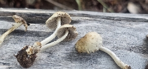  (Candolleomyces bivelatus - MO555035)  @11 [ ] CreativeCommons - Attribution Share-Alike (2024) Unspecified Arizona Mushroom Society