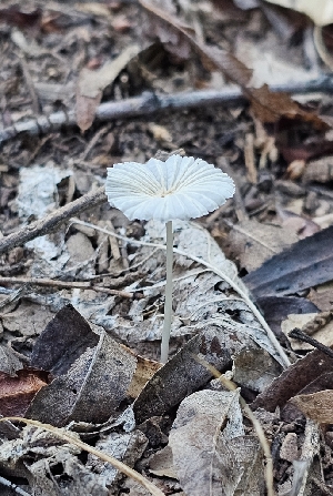  ( - MO555132)  @11 [ ] CreativeCommons - Attribution Share-Alike (2024) Unspecified Arizona Mushroom Society