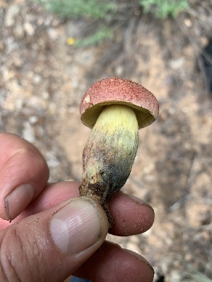  ( - MO563051)  @11 [ ] CreativeCommons - Attribution Share-Alike (2024) Unspecified Arizona Mushroom Society