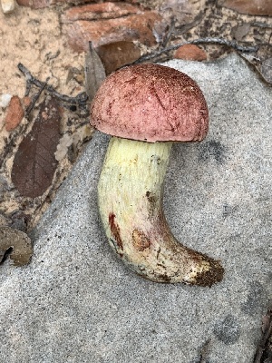  ( - MO574574)  @11 [ ] CreativeCommons - Attribution Share-Alike (2025) Unspecified Arizona Mushroom Society