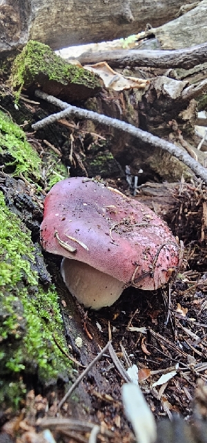  ( - MO574575)  @11 [ ] CreativeCommons - Attribution Share-Alike (2025) Unspecified Arizona Mushroom Society