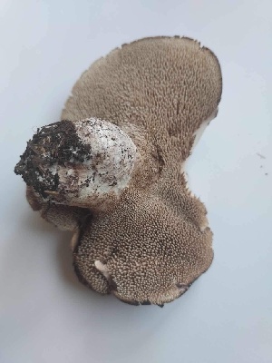  (Sarcodon sp. leucopus-TAC268 - MO560590)  @11 [ ] CreativeCommons - Attribution Share-Alike (2024) Unspecified Arizona Mushroom Society