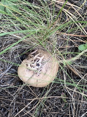  ( - MO563228)  @11 [ ] CreativeCommons - Attribution Share-Alike (2024) Unspecified Arizona Mushroom Society