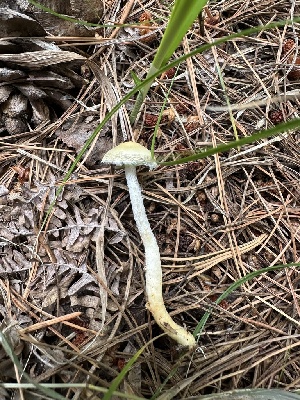  ( - MO571804)  @11 [ ] CreativeCommons - Attribution Share-Alike (2025) Unspecified Arizona Mushroom Society
