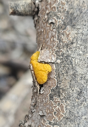  (Tremella cf. mesenterica - MO546456)  @11 [ ] CreativeCommons - Attribution Share-Alike (2024) Unspecified Arizona Mushroom Society
