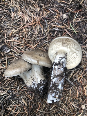  (Lyophyllum cf. infumatum - MO528228)  @11 [ ] CreativeCommons - Attribution Share-Alike (2023) Unspecified Arizona Mushroom Society