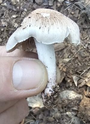  ( - MO561423)  @11 [ ] CreativeCommons - Attribution Share-Alike (2024) Unspecified Arizona Mushroom Society