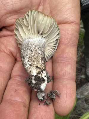  ( - MO585369)  @11 [ ] CreativeCommons - Attribution Share-Alike (2025) Unspecified Arizona Mushroom Society