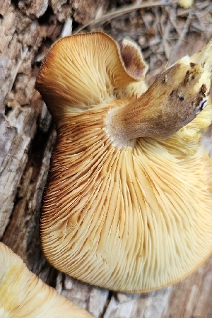  (Tricholomopsis sp. flammula-IN01 - MO555146)  @11 [ ] CreativeCommons - Attribution Share-Alike (2024) Unspecified Arizona Mushroom Society