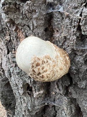  (Volvariella sp. HC11 - MO547434)  @11 [ ] CreativeCommons - Attribution Share-Alike (2024) Unspecified Arizona Mushroom Society