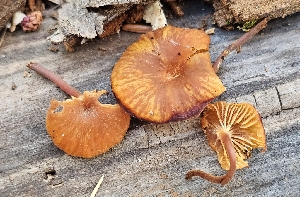  ( - MO561420)  @11 [ ] CreativeCommons - Attribution Share-Alike (2024) Unspecified Arizona Mushroom Society