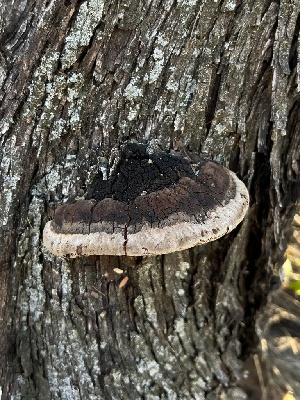  ( - MO517538)  @11 [ ] CreativeCommons - Attribution Share-Alike (2023) Unspecified Arizona Mushroom Society