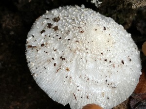  (Leucocoprinus sp CT5 - MO499942)  @11 [ ] CreativeCommons - Attribution Share-Alike (2023) Unspecified Arizona Mushroom Society