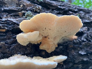  (Donkia pulcherrima - MO503552)  @11 [ ] CreativeCommons - Attribution Share-Alike (2023) Unspecified Arizona Mushroom Society