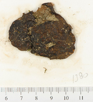  ( - PG071380)  @11 [ ] CreativeCommons - Attribution Non-Commercial Share-Alike (2013) Unspecified CIBIO A&ccedil;ores