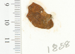  ( - PG071858)  @11 [ ] CreativeCommons - Attribution Non-Commercial Share-Alike (2013) Unspecified CIBIO A&ccedil;ores