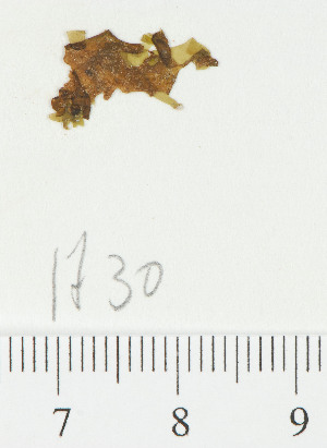  ( - PG081730)  @11 [ ] CreativeCommons - Attribution Non-Commercial Share-Alike (2013) Unspecified CIBIO A&ccedil;ores