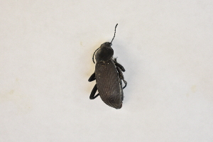  (Eleodes sulcipennis - 27COI)  @11 [ ] No Rights Reserved (2018) Unspecified University of Arizona