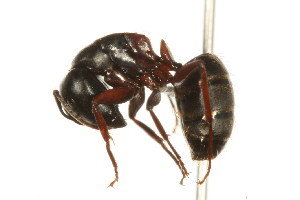  ( - CHU06-ANT-058)  @14 [ ] Unspecified (default): All Rights Reserved  Unspecified Unspecified
