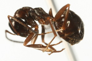  ( - CHU06-ANT-063)  @14 [ ] Unspecified (default): All Rights Reserved  Unspecified Unspecified