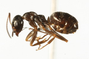  ( - CHU06-ANT-065)  @14 [ ] Unspecified (default): All Rights Reserved  Unspecified Unspecified
