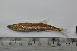  ( - LBPN-23779)  @13 [ ] Unspecified (default): All Rights Reserved (2014) Camila S. Souza Universidade Estadual Paulista, Lab de Biologia e Genetica de Peixes