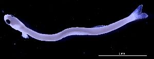  (Anchovia clupeoides - BACQ-124)  @11 [ ] CreativeCommons - Attribution Non-Commercial Share-Alike (2015) Martha Valdez-Moreno El Colegio de la Frontera Sur