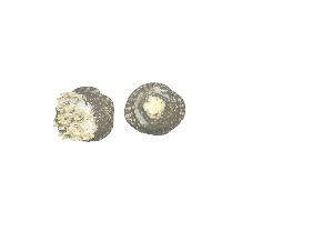  (Anthopleura handi - Aha_CNI4884)  @11 [ ] Unspecified (default): All Rights Reserved (2024) Invemar Invemar-BEM