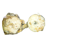  (Korsaranthus - Kor_CNI4900)  @11 [ ] Unspecified (default): All Rights Reserved (2024) Invemar Invemar-BEM