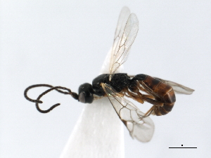  ( - 06-PROBE-1467)  @13 [ ] CreativeCommons - Attribution (2010) CBG Photography Group Centre for Biodiversity Genomics