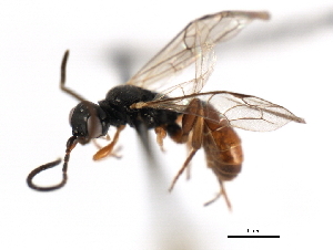  ( - 06-PROBE-3178)  @13 [ ] CreativeCommons - Attribution (2010) CBG Photography Group Centre for Biodiversity Genomics
