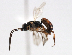  ( - 06-PROBE-3448)  @13 [ ] CreativeCommons - Attribution (2010) CBG Photography Group Centre for Biodiversity Genomics