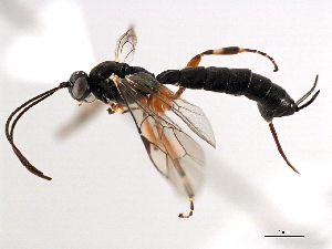  ( - 06-PROBE-3480)  @14 [ ] CreativeCommons - Attribution (2010) CBG Photography Group Centre for Biodiversity Genomics