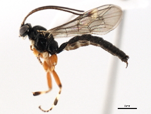  ( - 06-PROBE-3561)  @14 [ ] CreativeCommons - Attribution (2010) CBG Photography Group Centre for Biodiversity Genomics