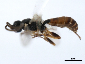  ( - 06-PROBE-3609)  @12 [ ] CreativeCommons - Attribution (2010) CBG Photography Group Centre for Biodiversity Genomics