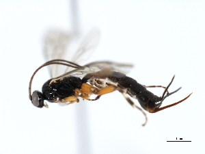  ( - 06-PROBE-3611)  @13 [ ] CreativeCommons - Attribution (2010) CBG Photography Group Centre for Biodiversity Genomics