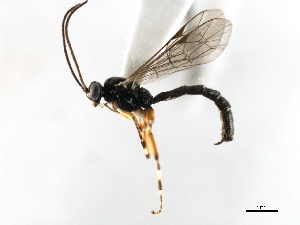  ( - 06-PROBE-3690)  @14 [ ] CreativeCommons - Attribution (2010) CBG Photography Group Centre for Biodiversity Genomics