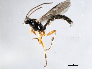  ( - 06-PROBE-3714)  @13 [ ] CreativeCommons - Attribution (2010) CBG Photography Group Centre for Biodiversity Genomics