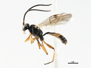  ( - 06-PROBE-3796)  @13 [ ] CreativeCommons - Attribution (2010) CBG Photography Group Centre for Biodiversity Genomics