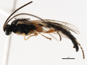  ( - 06-PROBE-3959)  @13 [ ] CreativeCommons - Attribution (2010) CBG Photography Group Centre for Biodiversity Genomics